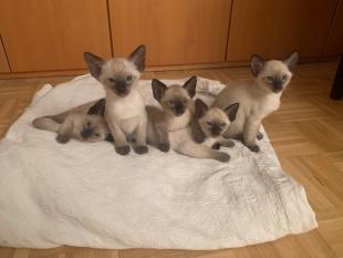 De vijf kittens 6 weken oud2