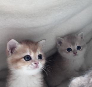 kitten Peppy