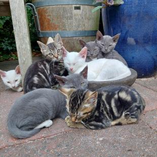 kittens samen