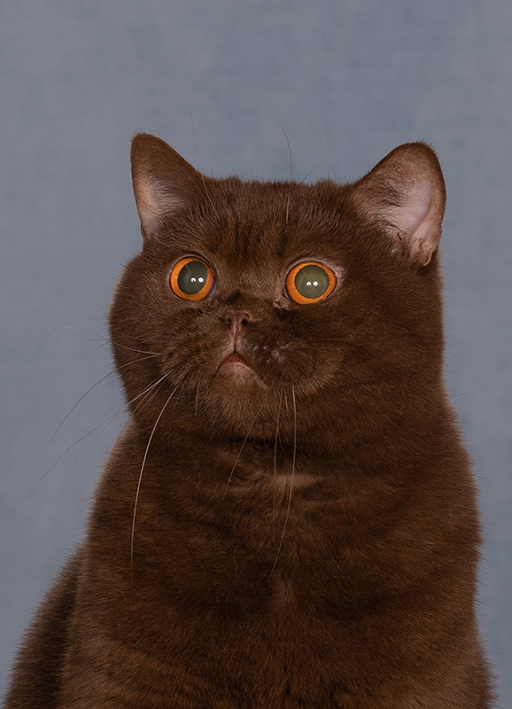 Home » Mundikat FIFe Cat Club