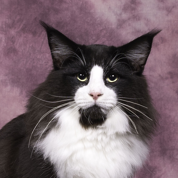 Banner website Gorinchem 2026