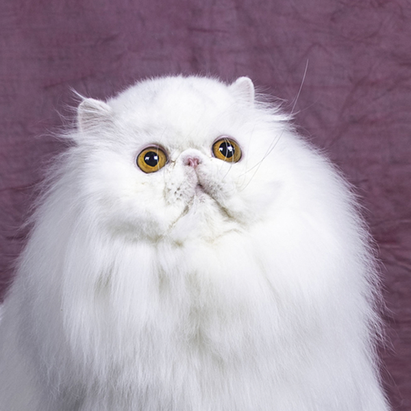 Banner website Uitgeest26