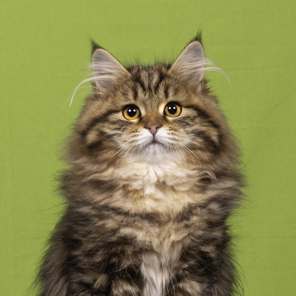 Banner websiteZutphen 26