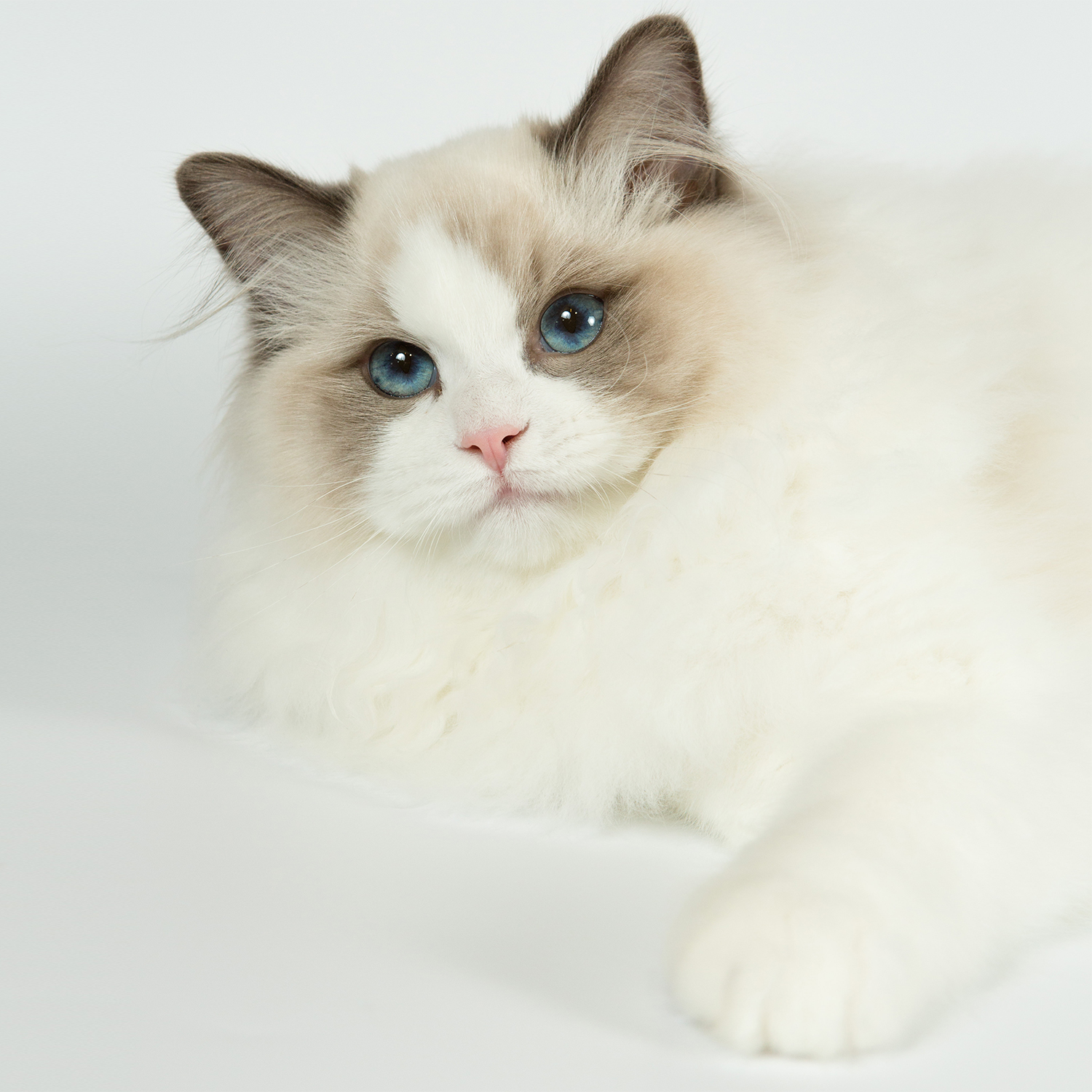 Inschrijven show Barneveld 2018