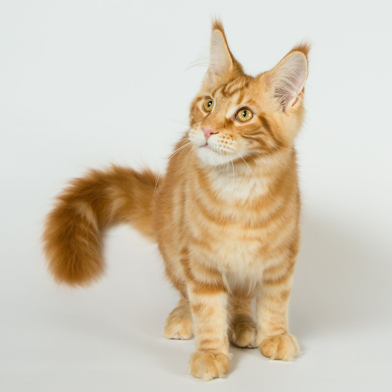 Inschrijven show Oss 2018