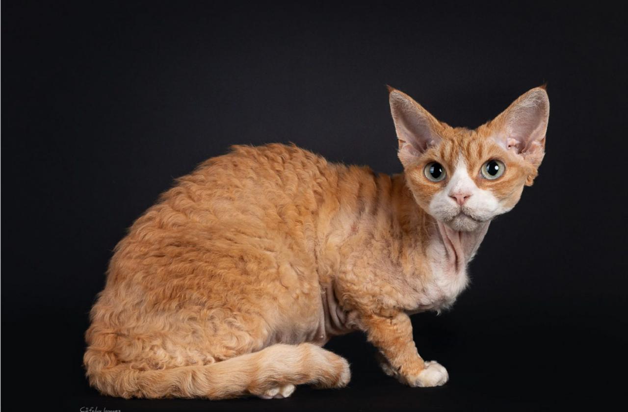 Devon rex 1536x1148