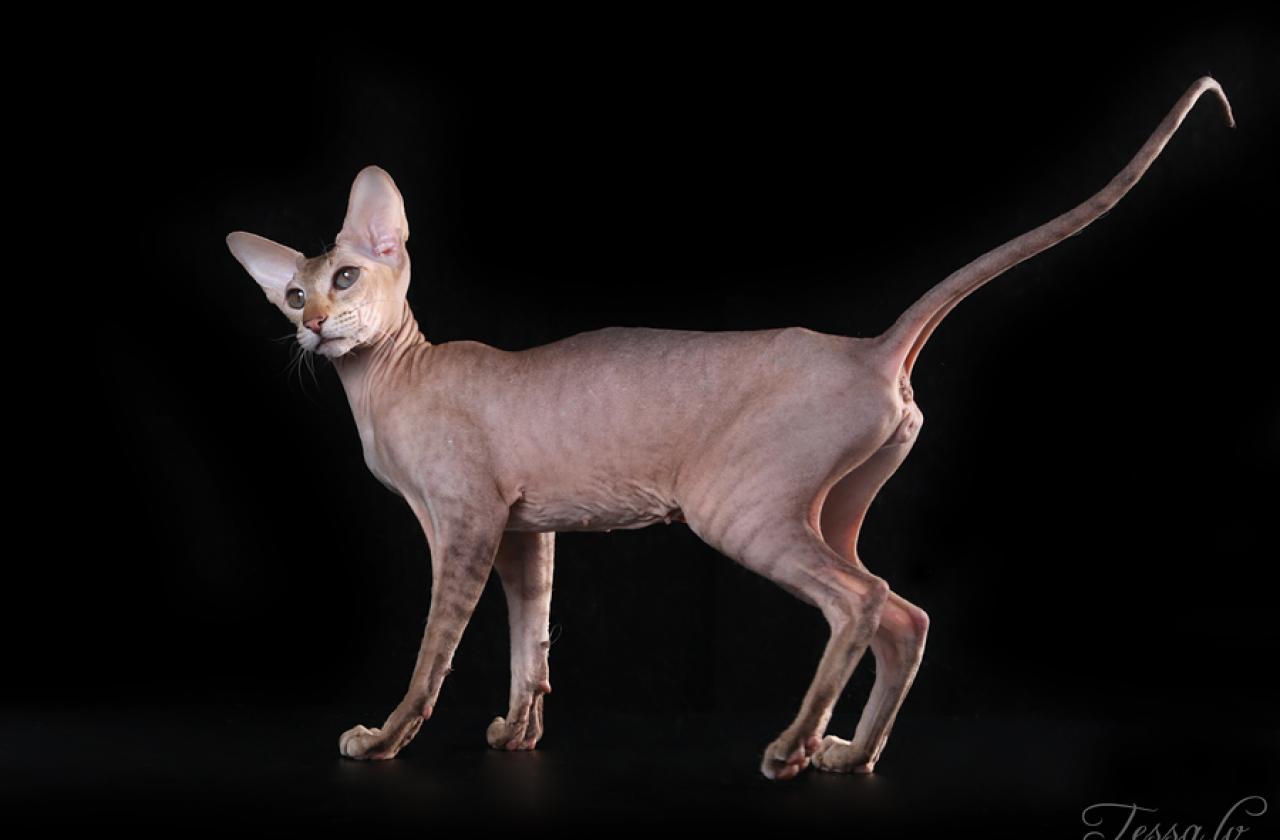 PEB