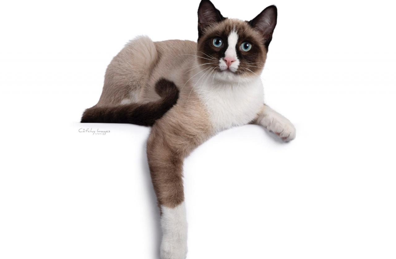 snowshoe