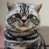 NW 2015 NW CH Boystown de Broeckloni - kater BSH ns 22 64