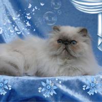 NW 2015 GIP SC Happy Moment Double Forgeron PER g 33 Joke & Ab Smid
