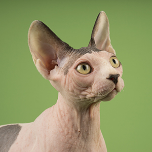 sphynx2